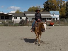 WR Whiz N Chex - Thumbnail 9
