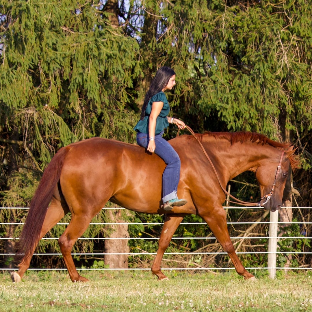 KR Equine Marketing & Photography