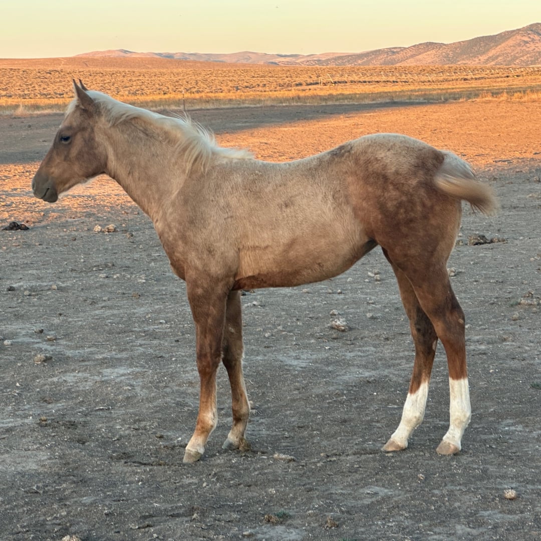 High Desert Performance Horses