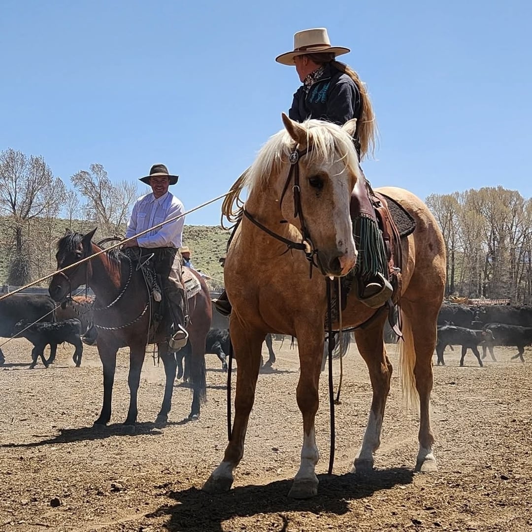 Helm Horses