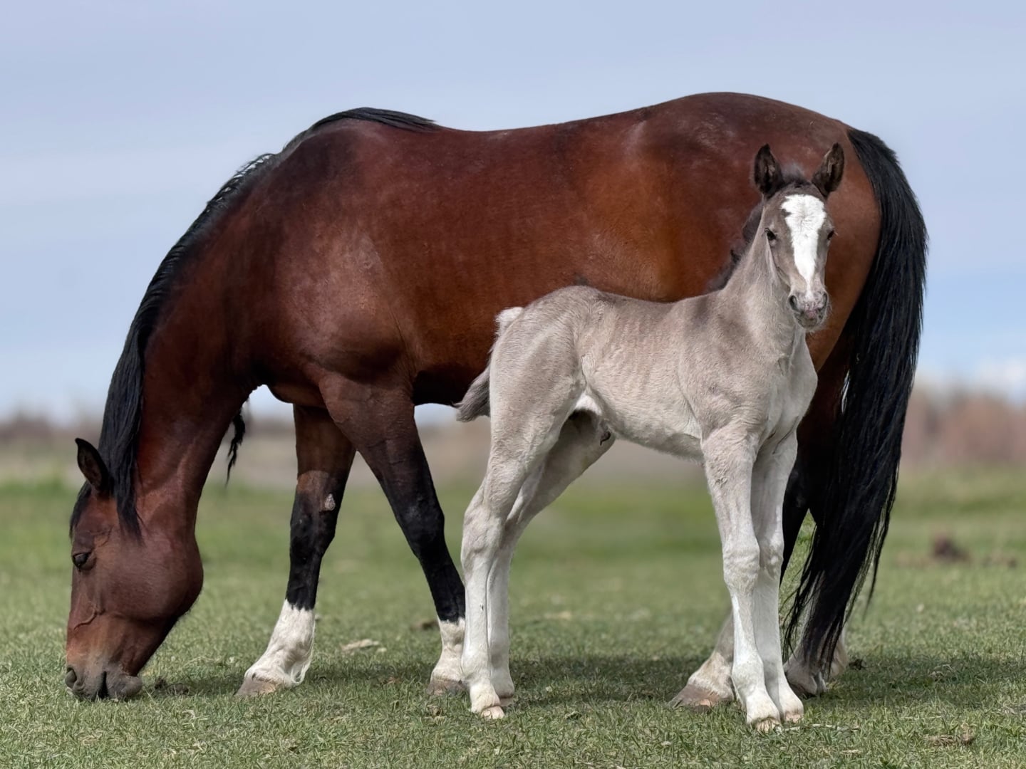Broodmares — photo 1