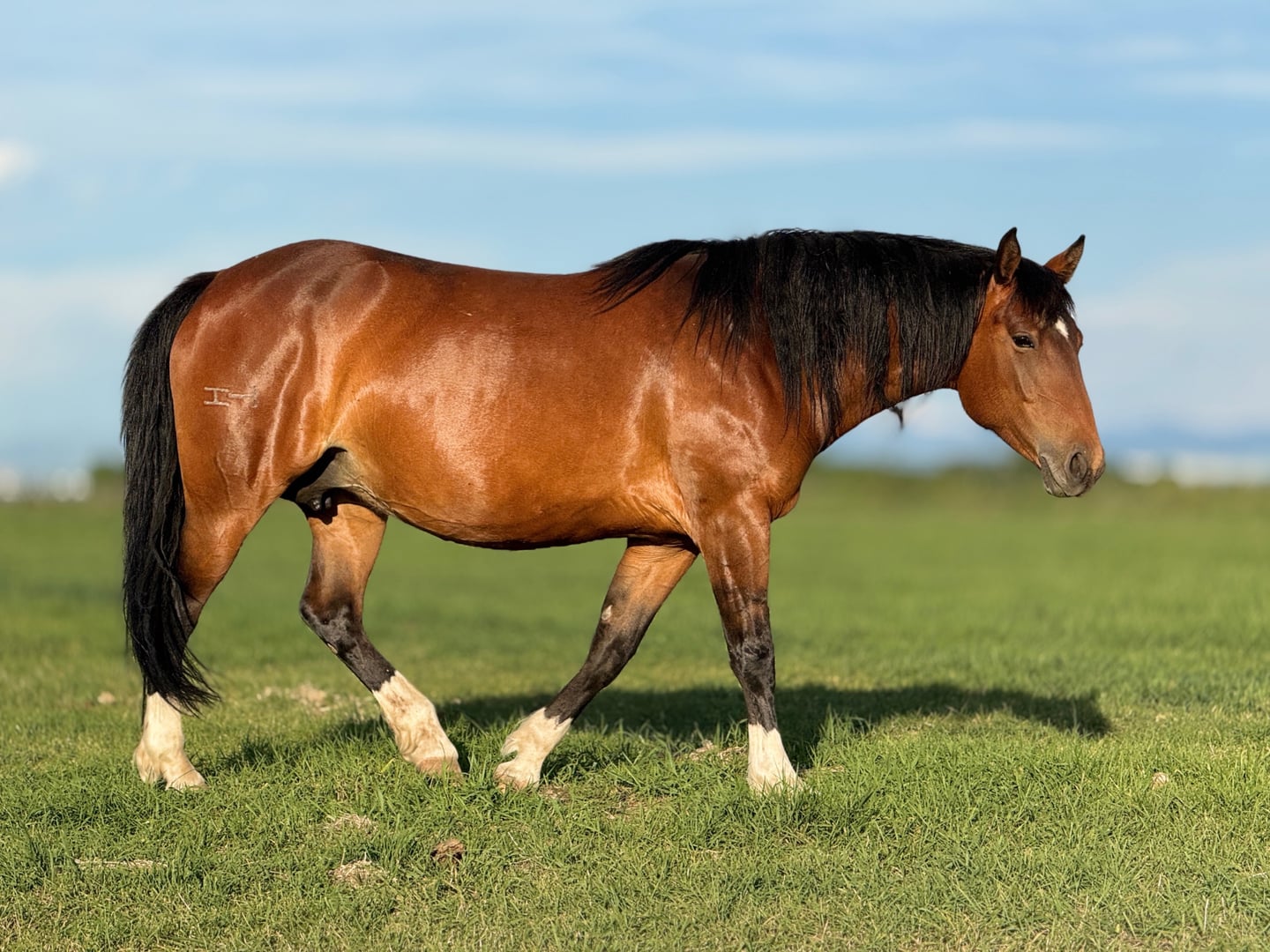 Broodmares — photo 2