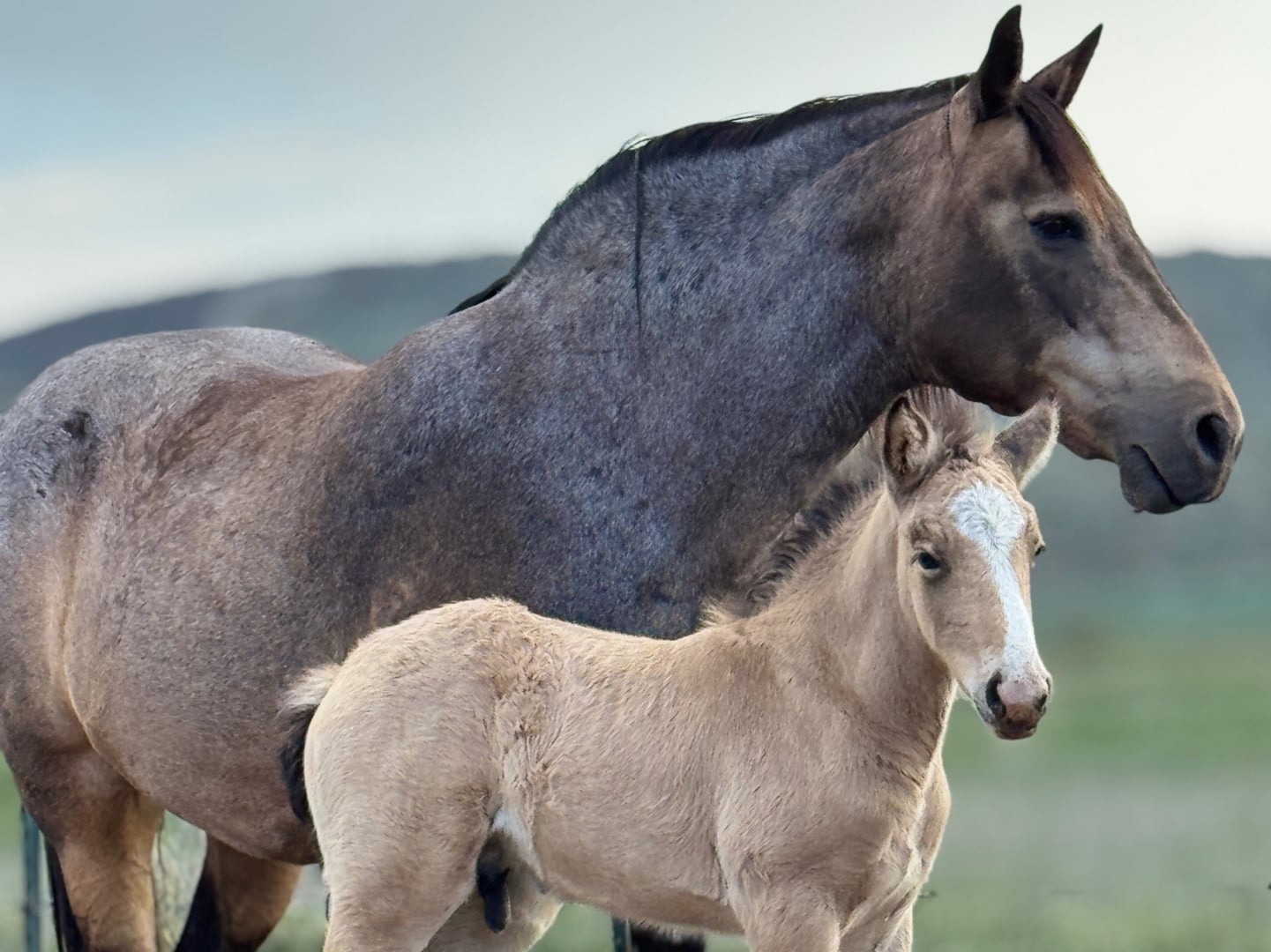 Broodmares — photo 3