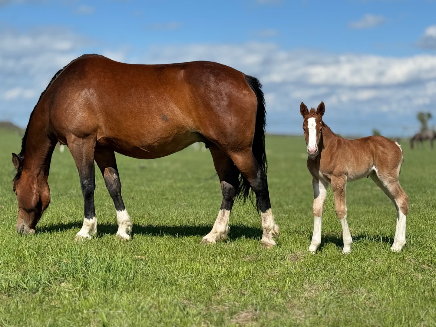 Broodmares — photo 4
