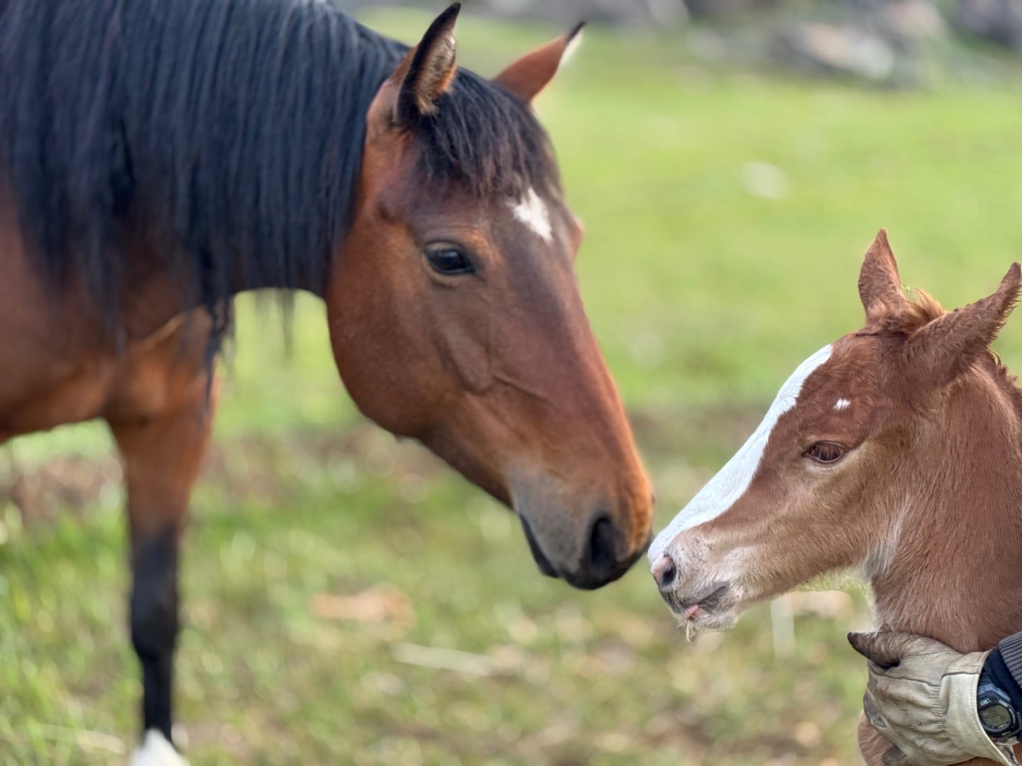 Broodmares — photo 5