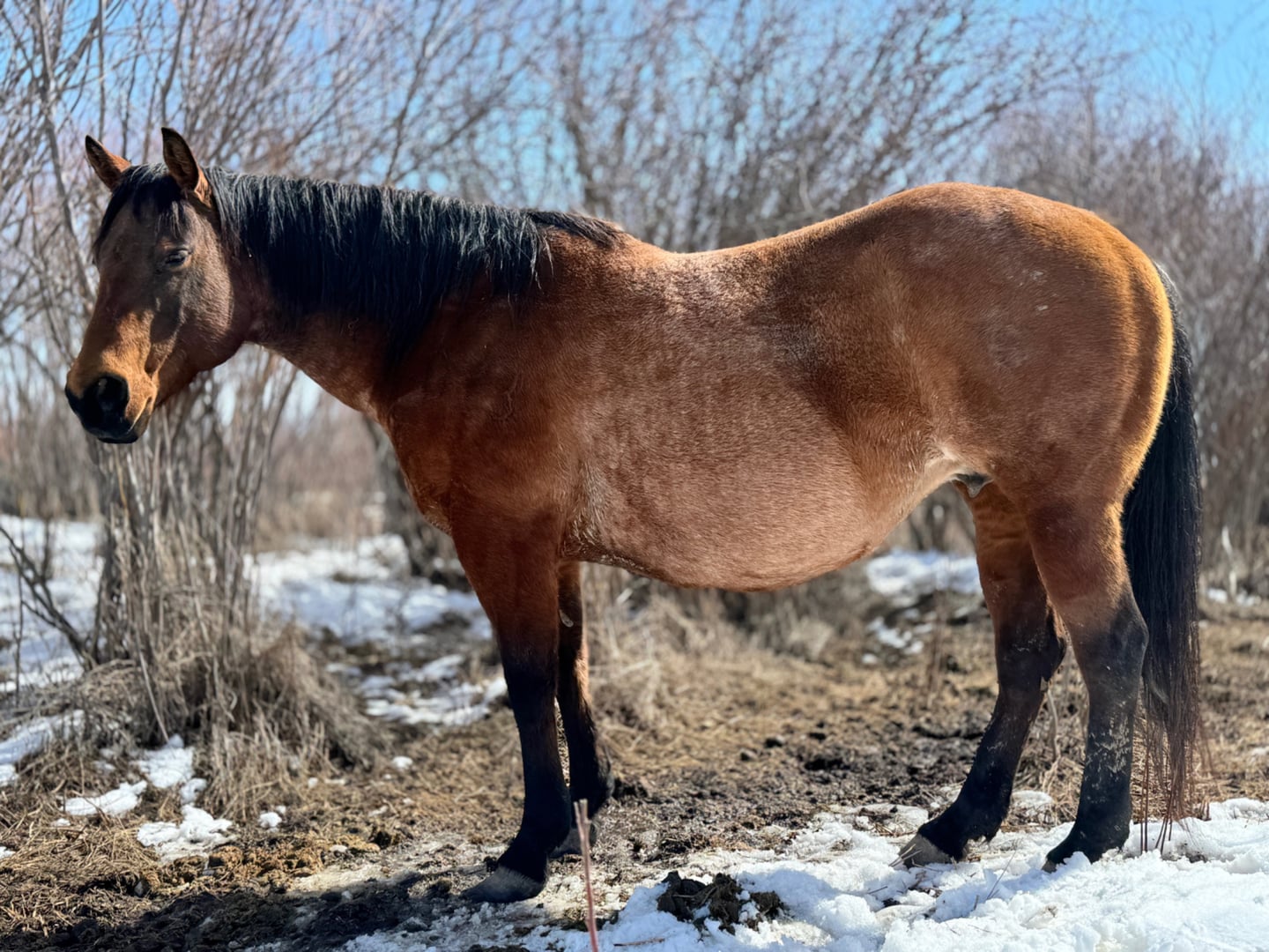 Broodmares — photo 6