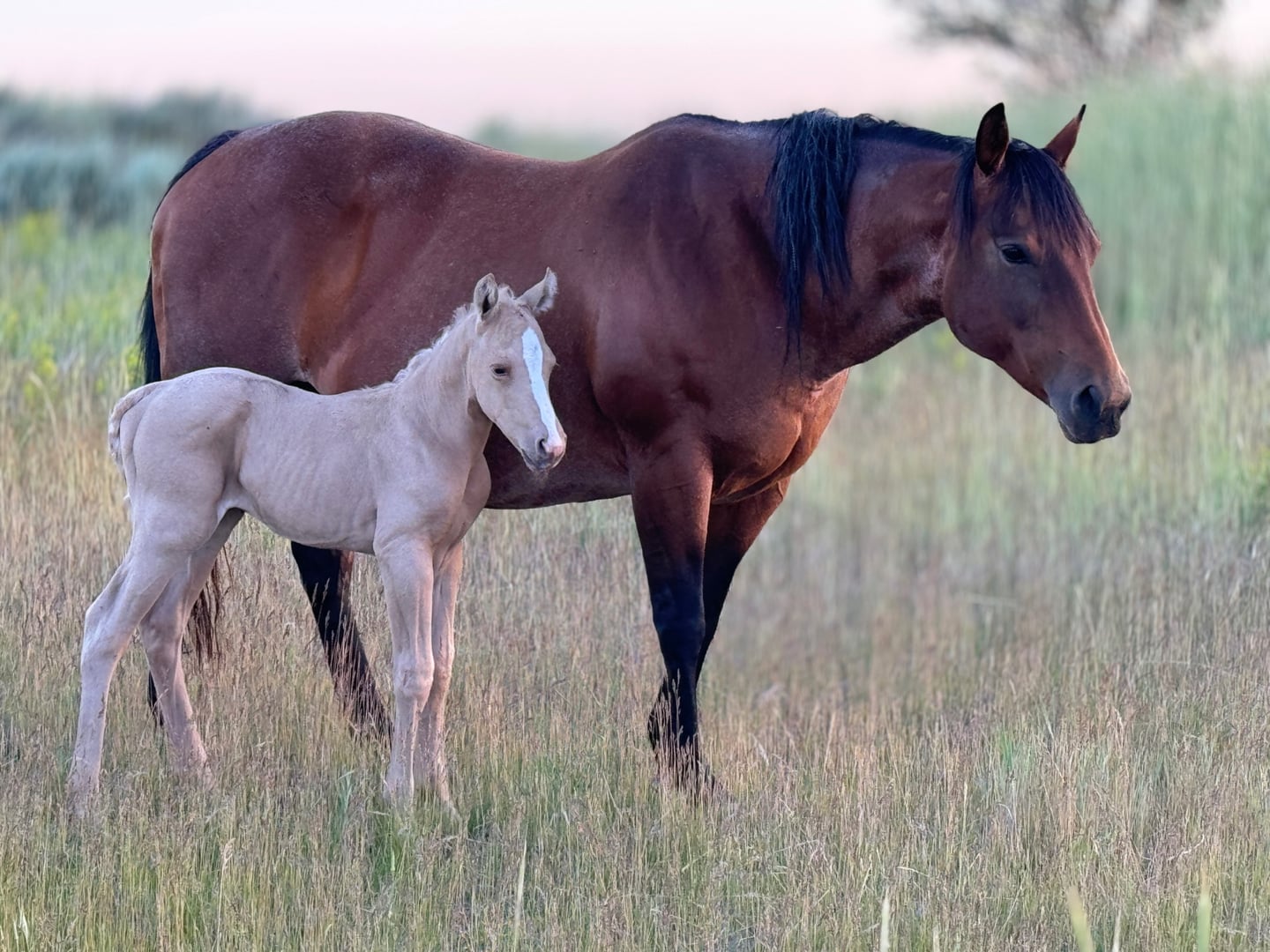 Broodmares — photo 7