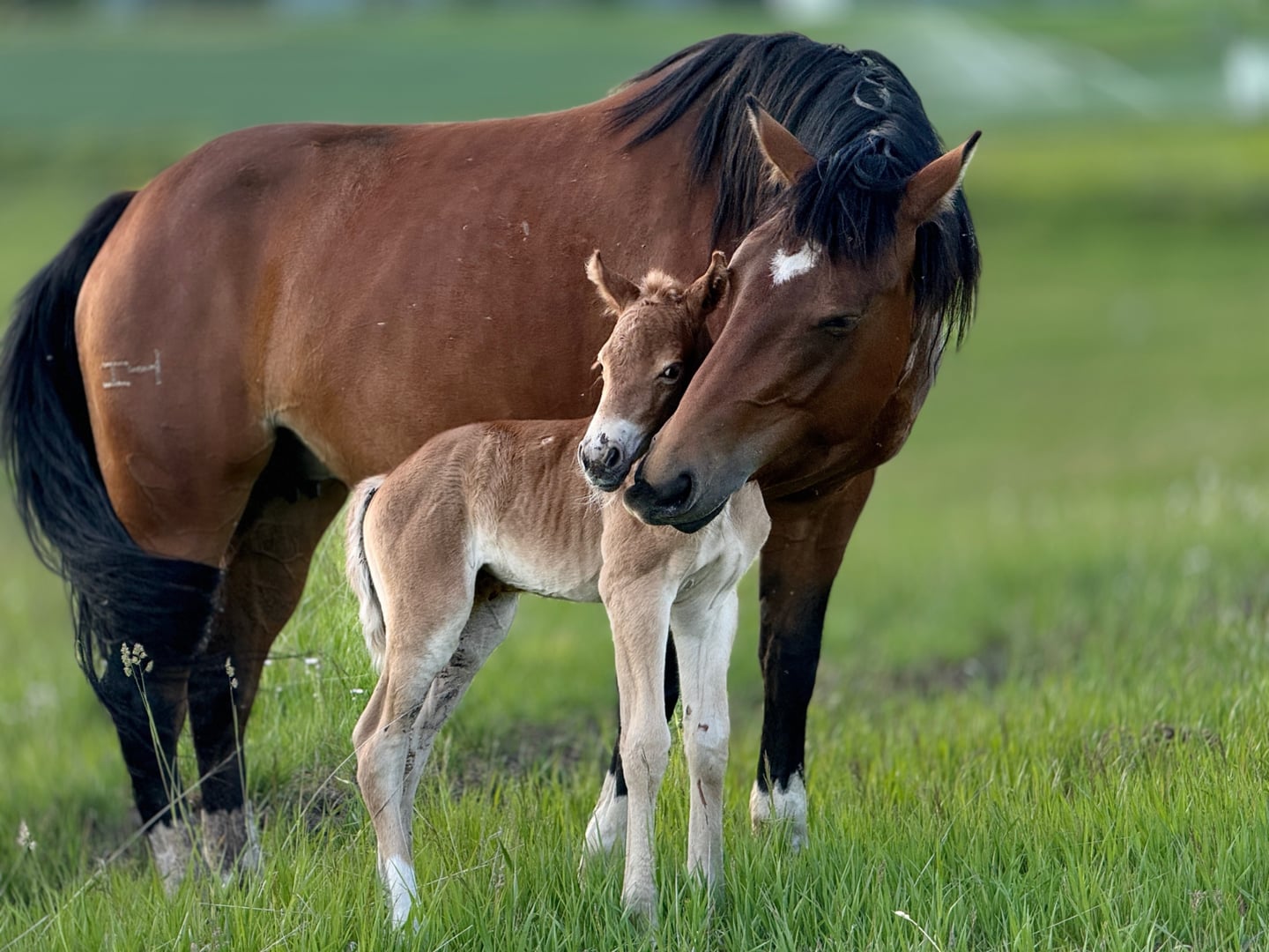 Broodmares — photo 8