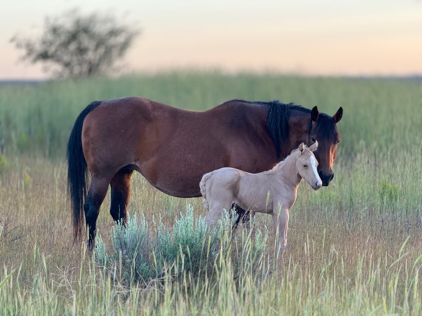 Broodmares — photo 9