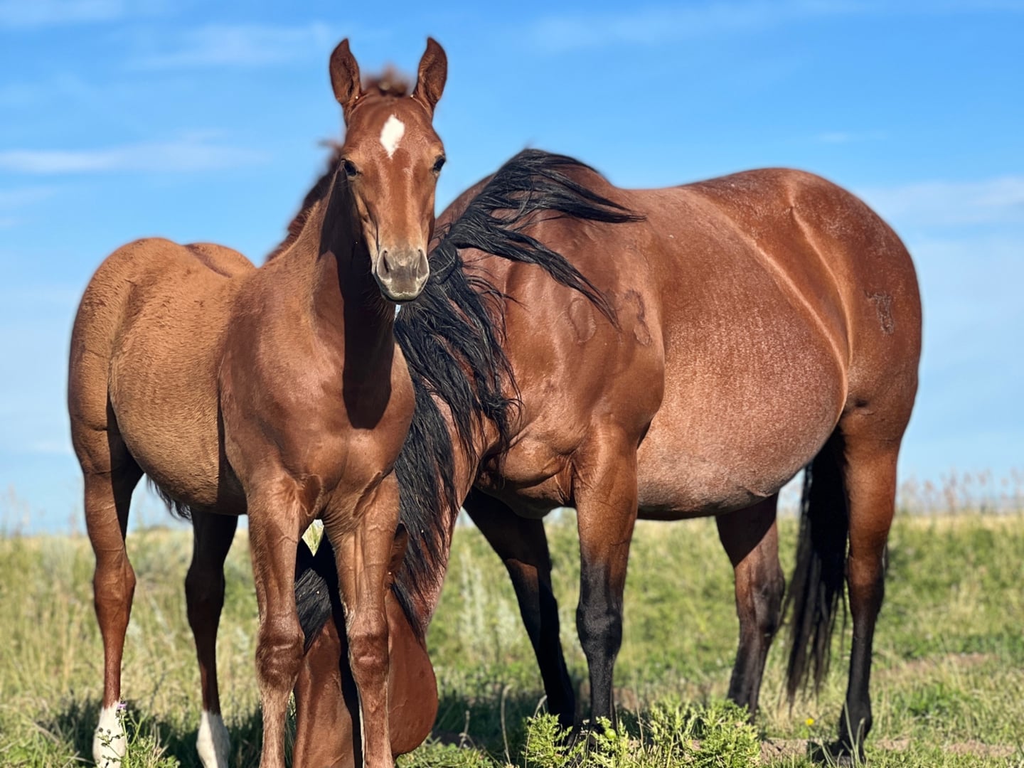 Broodmares — photo 10