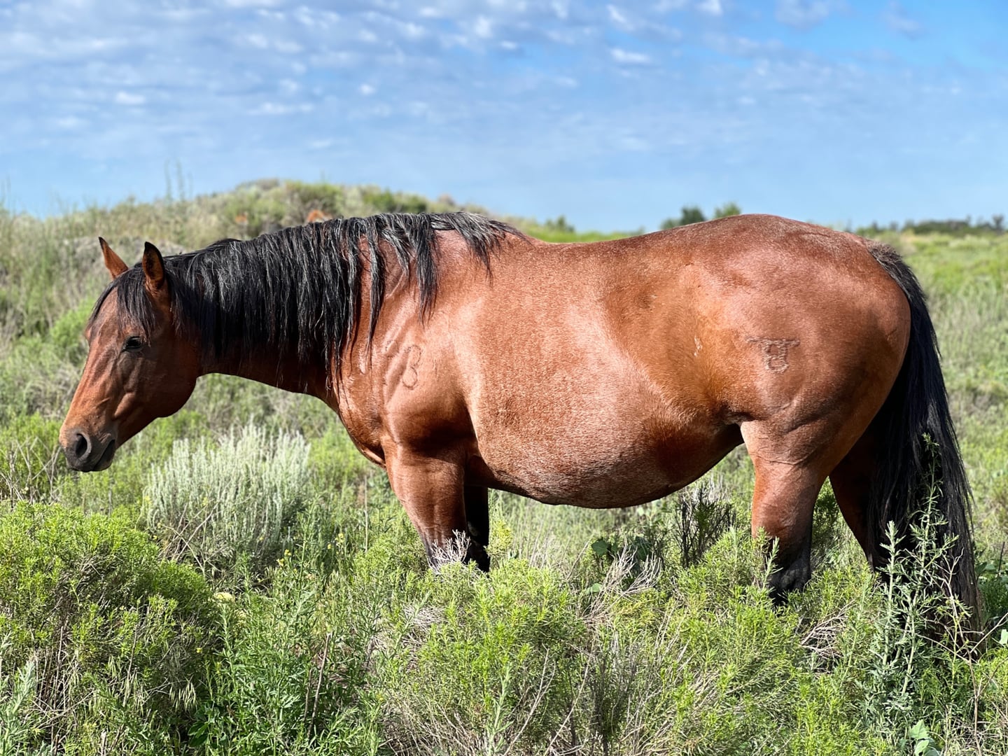 Broodmares — photo 11