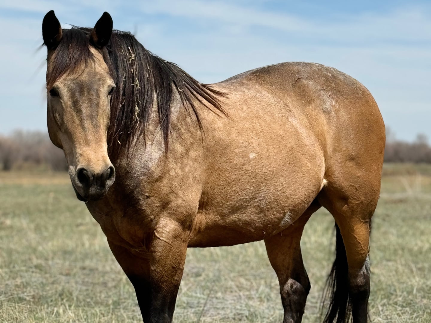 Broodmares — photo 12