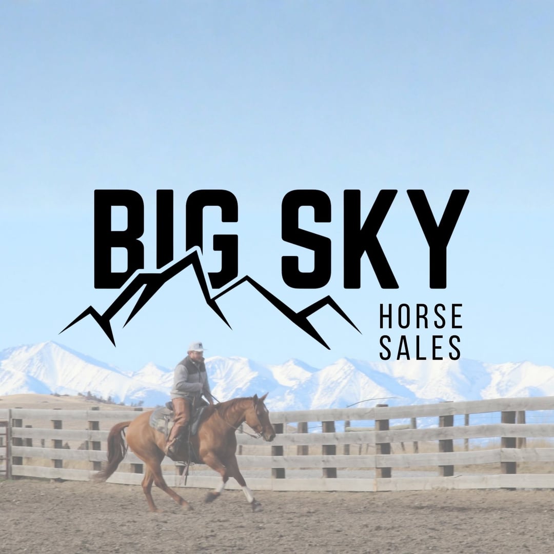 Big Sky Horse Sales
