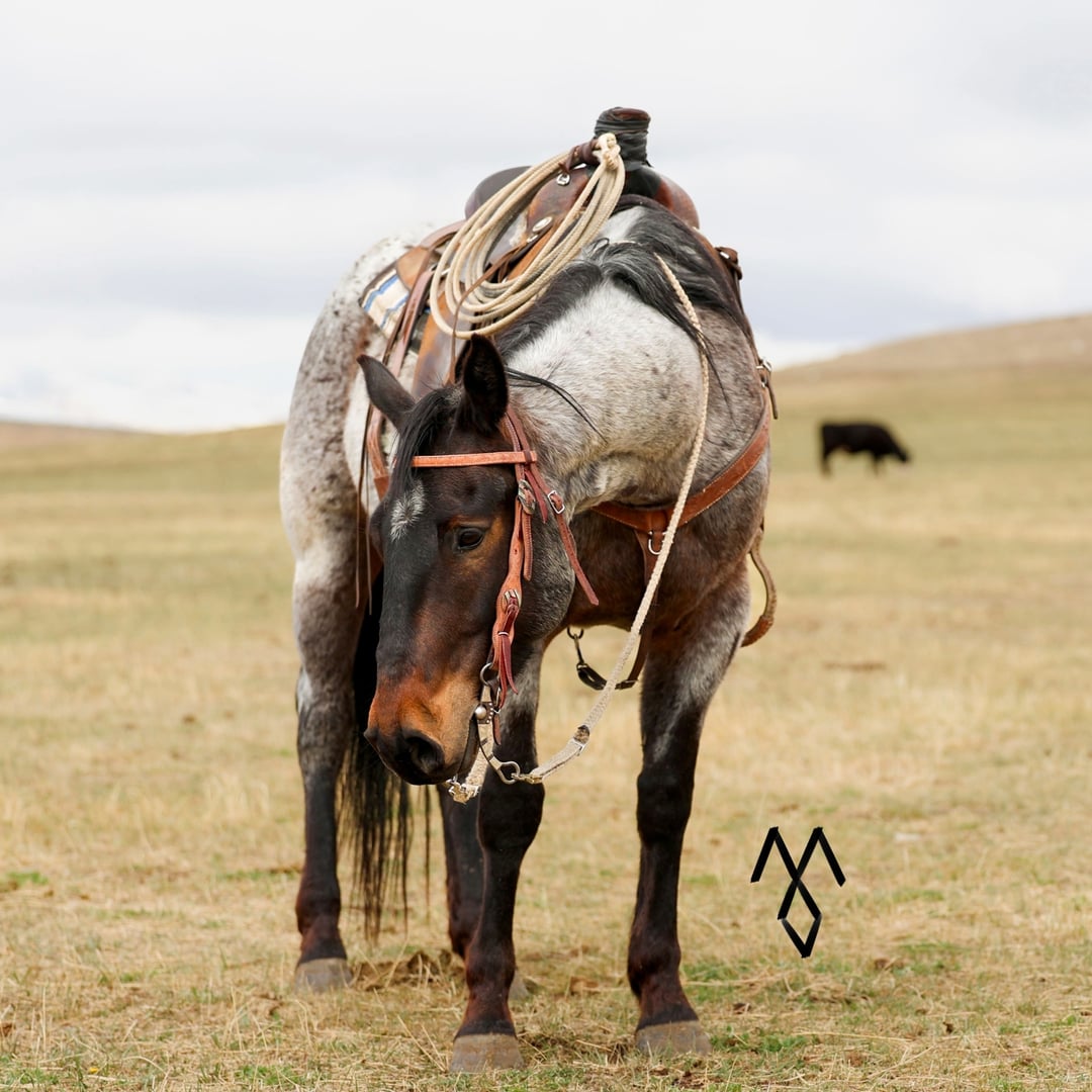 M Diamond Livestock Services